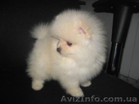 Померанский Шпиц, КСУ, Доставка по Украине. - <ro>Изображение</ro><ru>Изображение</ru> #2, <ru>Объявление</ru> #124309