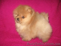 Померанский Шпиц, КСУ, Доставка по Украине. - <ro>Изображение</ro><ru>Изображение</ru> #1, <ru>Объявление</ru> #124309