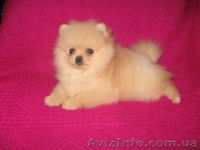 Померанский Шпиц, КСУ, Доставка по Украине. - <ro>Изображение</ro><ru>Изображение</ru> #3, <ru>Объявление</ru> #124309