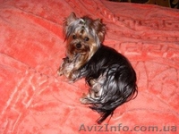 Элитные  Щеночки Йоркширского терьера/КСУ - <ro>Изображение</ro><ru>Изображение</ru> #1, <ru>Объявление</ru> #150666