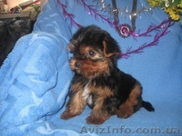 Элитные  Щеночки Йоркширского терьера/КСУ - <ro>Изображение</ro><ru>Изображение</ru> #3, <ru>Объявление</ru> #150666
