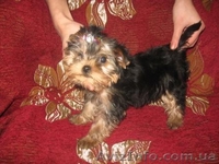 Элитные  Щеночки Йоркширского терьера/КСУ - <ro>Изображение</ro><ru>Изображение</ru> #2, <ru>Объявление</ru> #150666