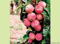 Саженцы колоновидных плодовых деревьев - <ro>Изображение</ro><ru>Изображение</ru> #4, <ru>Объявление</ru> #162867