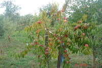 Будинок Хмельницький - <ro>Изображение</ro><ru>Изображение</ru> #2, <ru>Объявление</ru> #99187