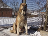 Продам щенков среднеазиатской овчарки (алабай, туркменский волкодав) - <ro>Изображение</ro><ru>Изображение</ru> #1, <ru>Объявление</ru> #169369