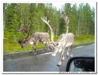 Сборщик ягод в Швеции - <ro>Изображение</ro><ru>Изображение</ru> #2, <ru>Объявление</ru> #173293