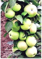 Саженцы колоновидных плодовых деревьев - <ro>Изображение</ro><ru>Изображение</ru> #5, <ru>Объявление</ru> #162867