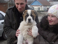 Продам щенков среднеазиатской овчарки (алабай, туркменский волкодав) - <ro>Изображение</ro><ru>Изображение</ru> #4, <ru>Объявление</ru> #169369