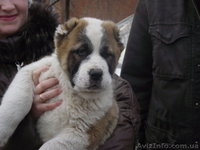 Среднеазиатская овчарка (алабай) - <ro>Изображение</ro><ru>Изображение</ru> #3, <ru>Объявление</ru> #89849