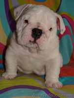 английский бульдог 2011 - <ro>Изображение</ro><ru>Изображение</ru> #1, <ru>Объявление</ru> #241220