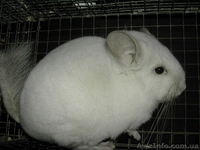 Продам шиншилу Хмельницкий - <ro>Изображение</ro><ru>Изображение</ru> #2, <ru>Объявление</ru> #274225