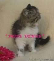 Продается экзоточка-красоточка - <ro>Изображение</ro><ru>Изображение</ru> #2, <ru>Объявление</ru> #292240