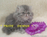 Продаются персидские котики-муркотики из питомника - <ro>Изображение</ro><ru>Изображение</ru> #2, <ru>Объявление</ru> #292226