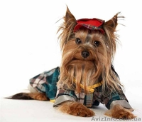Щенки Йорка отличного качества  - <ro>Изображение</ro><ru>Изображение</ru> #2, <ru>Объявление</ru> #339495