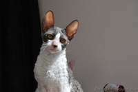 корниш рекс породистые котята - <ro>Изображение</ro><ru>Изображение</ru> #1, <ru>Объявление</ru> #596021