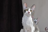 корниш рекс породистые котята - <ro>Изображение</ro><ru>Изображение</ru> #2, <ru>Объявление</ru> #596021