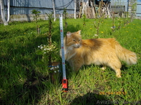 Саженцы колоновидных плодовых деревьев - <ro>Изображение</ro><ru>Изображение</ru> #8, <ru>Объявление</ru> #162867