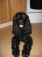 Коккер-спаниель ищет невесту. - <ro>Изображение</ro><ru>Изображение</ru> #1, <ru>Объявление</ru> #655614