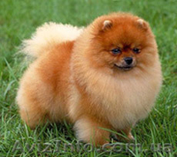 маленький померанец - <ro>Изображение</ro><ru>Изображение</ru> #3, <ru>Объявление</ru> #649786