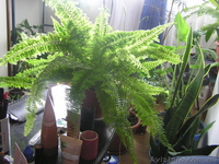 Продам комнатные растения-детки - <ro>Изображение</ro><ru>Изображение</ru> #6, <ru>Объявление</ru> #724548