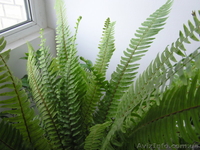 Продам комнатные растения-детки - <ro>Изображение</ro><ru>Изображение</ru> #2, <ru>Объявление</ru> #724548