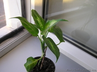 Продам комнатные растения-детки - <ro>Изображение</ro><ru>Изображение</ru> #3, <ru>Объявление</ru> #724548