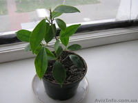 Продам комнатные растения-детки - <ro>Изображение</ro><ru>Изображение</ru> #4, <ru>Объявление</ru> #724548