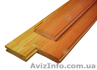 Лиственница сибирская Хмельницкий Украина - <ro>Изображение</ro><ru>Изображение</ru> #5, <ru>Объявление</ru> #153143