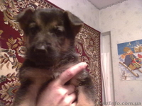Продам отличных щенков немецкой овчарки. - <ro>Изображение</ro><ru>Изображение</ru> #3, <ru>Объявление</ru> #848120