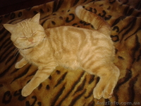 Британец приглашает кошечку - <ro>Изображение</ro><ru>Изображение</ru> #4, <ru>Объявление</ru> #867612