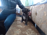 стаффордширский терьер - <ro>Изображение</ro><ru>Изображение</ru> #1, <ru>Объявление</ru> #852483