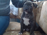 стаффордширский терьер - <ro>Изображение</ro><ru>Изображение</ru> #2, <ru>Объявление</ru> #852483