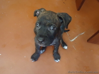 стаффордширский терьер - <ro>Изображение</ro><ru>Изображение</ru> #7, <ru>Объявление</ru> #852483