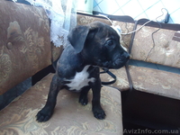 стаффордширский терьер - <ro>Изображение</ro><ru>Изображение</ru> #8, <ru>Объявление</ru> #852483