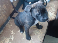 стаффордширский терьер - <ro>Изображение</ro><ru>Изображение</ru> #9, <ru>Объявление</ru> #852483