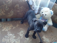 стаффордширский терьер - <ro>Изображение</ro><ru>Изображение</ru> #10, <ru>Объявление</ru> #852483