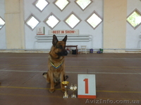 Продам отличных щенков немецкой овчарки. - <ro>Изображение</ro><ru>Изображение</ru> #7, <ru>Объявление</ru> #848120