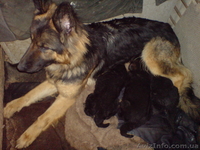 Старо-Немецкая Восточно Европейская Овчарка - <ro>Изображение</ro><ru>Изображение</ru> #1, <ru>Объявление</ru> #891455