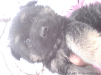 Старо-Немецкая Восточно Европейская Овчарка - <ro>Изображение</ro><ru>Изображение</ru> #2, <ru>Объявление</ru> #891455