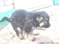 Старо-Немецкая Восточно Европейская Овчарка - <ro>Изображение</ro><ru>Изображение</ru> #3, <ru>Объявление</ru> #891455