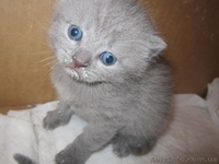 Продаются шотландские котята - <ro>Изображение</ro><ru>Изображение</ru> #2, <ru>Объявление</ru> #876109