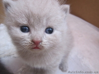 Продаются шотландские котята - <ro>Изображение</ro><ru>Изображение</ru> #4, <ru>Объявление</ru> #876109