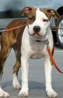 Высокопородные щенки американского стаффордширского терьера  - <ro>Изображение</ro><ru>Изображение</ru> #4, <ru>Объявление</ru> #816537