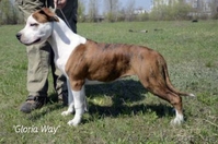 ,Записсь на щенков Амстафф Терьера - <ro>Изображение</ro><ru>Изображение</ru> #3, <ru>Объявление</ru> #526976