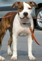 Высокопородные щенки американского стаффордширского терьера  - <ro>Изображение</ro><ru>Изображение</ru> #5, <ru>Объявление</ru> #816537