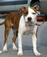 Высокопородные щенки американского стаффордширского терьера  - <ro>Изображение</ro><ru>Изображение</ru> #2, <ru>Объявление</ru> #816537