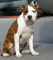 Высокопородные щенки американского стаффордширского терьера  - <ro>Изображение</ro><ru>Изображение</ru> #3, <ru>Объявление</ru> #816537
