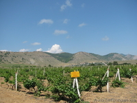 Отдых на Черном море 2013. Отдых в Судаке. Частный сектор на Черном море. - <ro>Изображение</ro><ru>Изображение</ru> #4, <ru>Объявление</ru> #918908