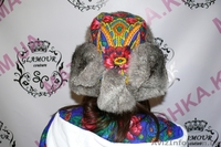 Шапка из кролика / Шапка из лисы - <ro>Изображение</ro><ru>Изображение</ru> #3, <ru>Объявление</ru> #913736