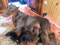 щенки Добермана от элитных родителей от 1500 - <ro>Изображение</ro><ru>Изображение</ru> #2, <ru>Объявление</ru> #948652